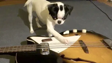 PUPPY BASS DEMO #2  - 1965' H-22 Harmony "Batwing" Bass Guitar